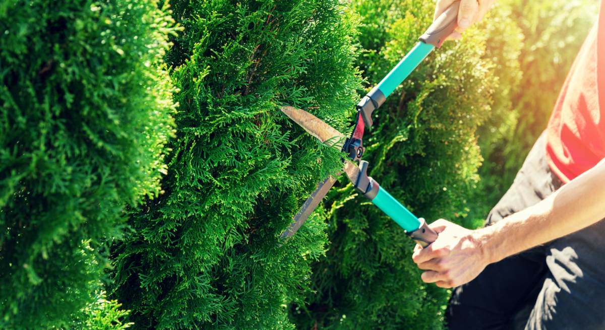 oferta-empleo-jardineria-guardeses-iStock-950758368.jpg