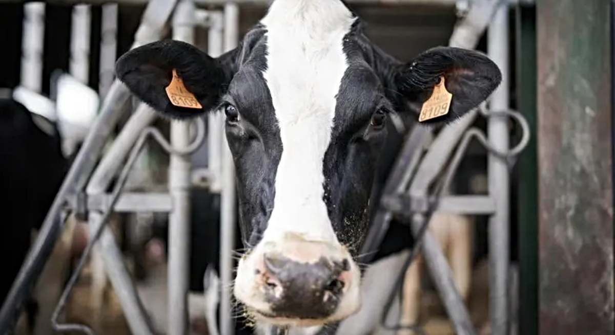 Una vaca