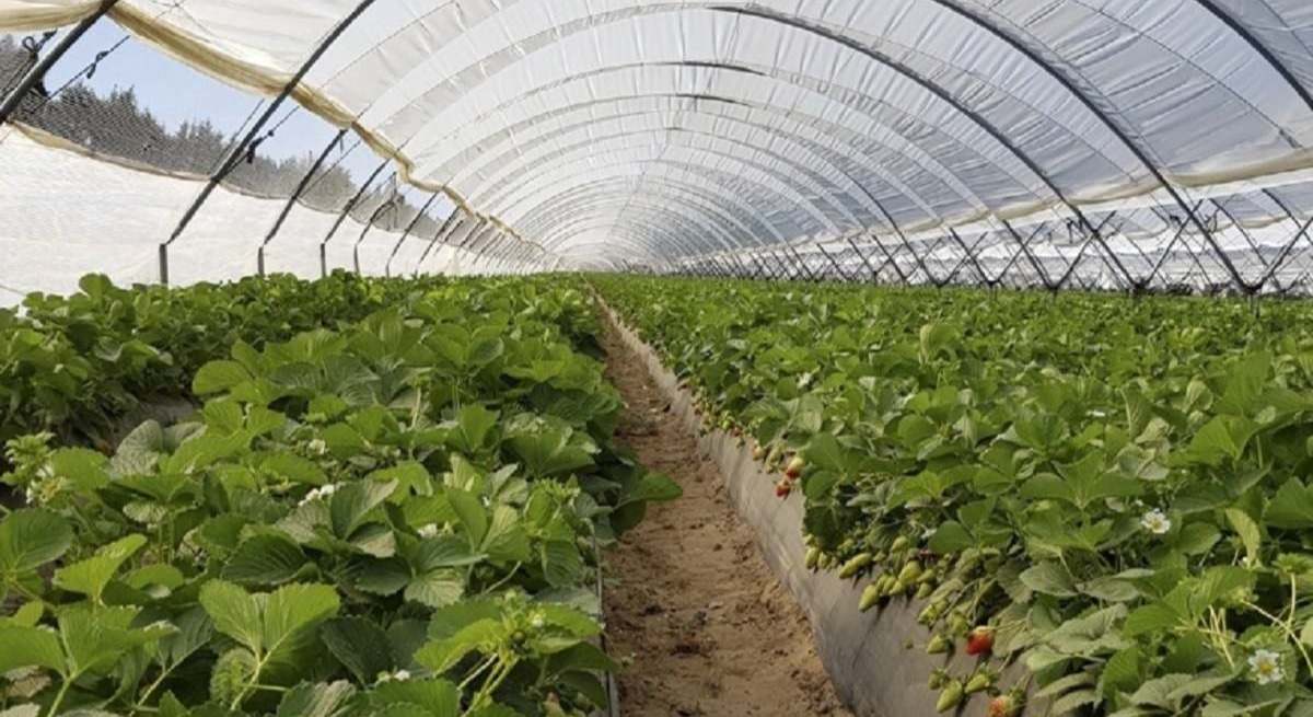 Fresas Doñana