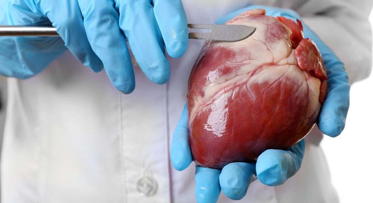 El corazón es el principal órgano del aparato circulatorio humano