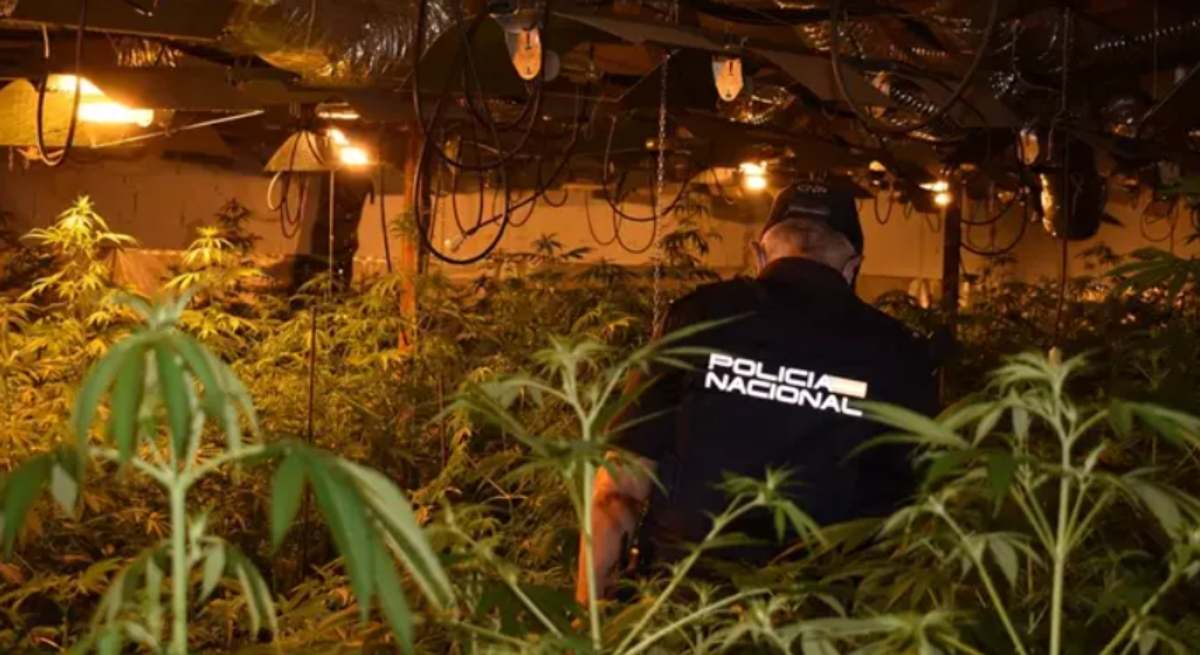 Un agente de la Policía Nacional en un cultivo indoor de marihuana / EP