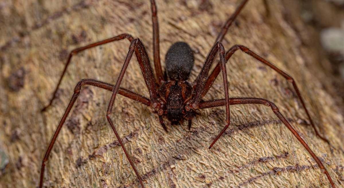 Araña violinista.