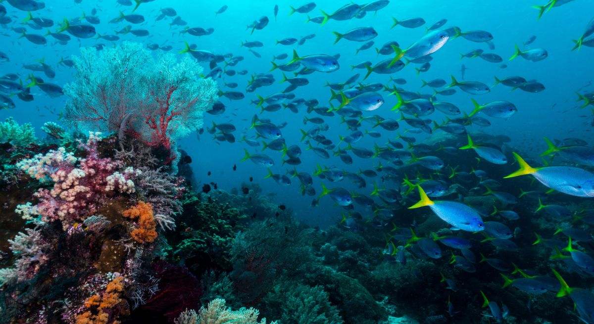 oceano-peces-istock.jpg