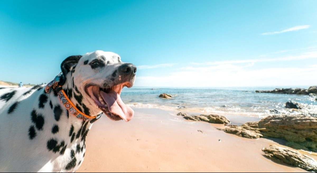 perro-playa-canva