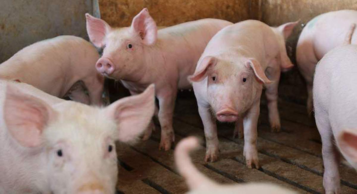 mercopig