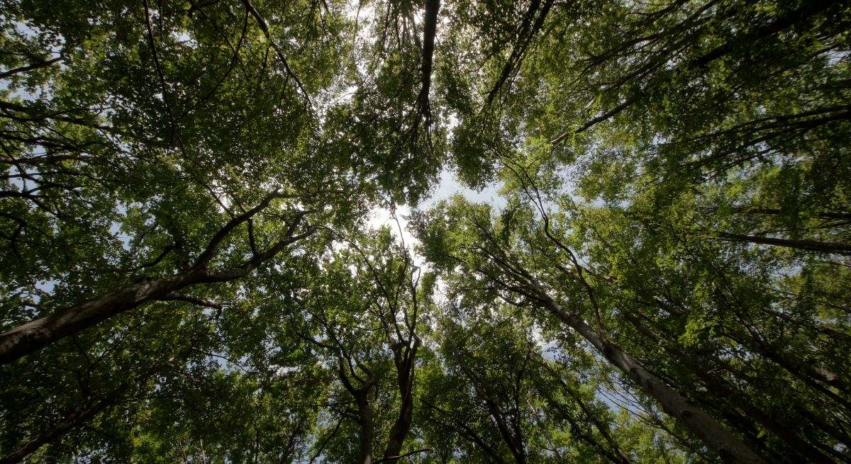 Las profundidades de un bosque