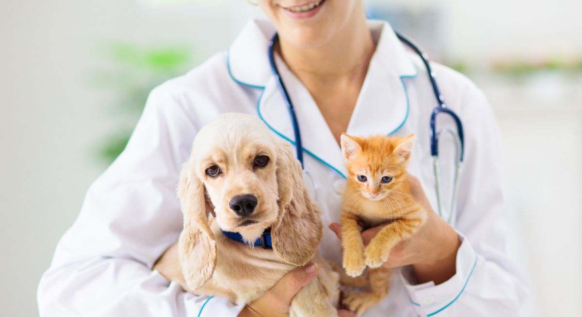 Perro y gato en la mano de una veterinaria