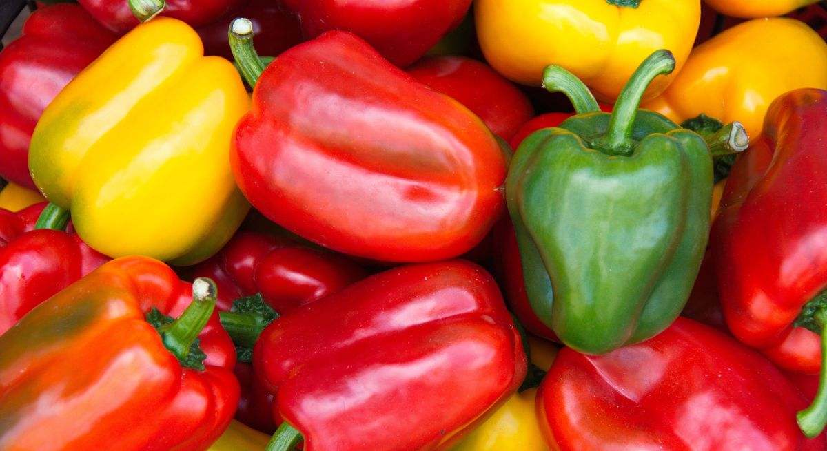 Pimientos de tres colores