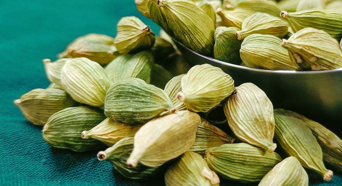 Cardamomo
