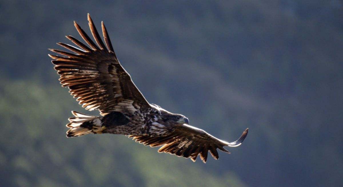Un ejemplar de pigargo europeo volando