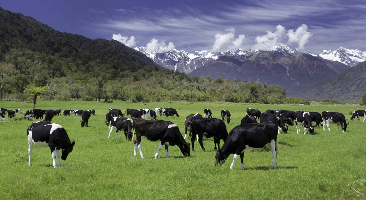 vacas-nuevazelanda-dreamstime.jpg