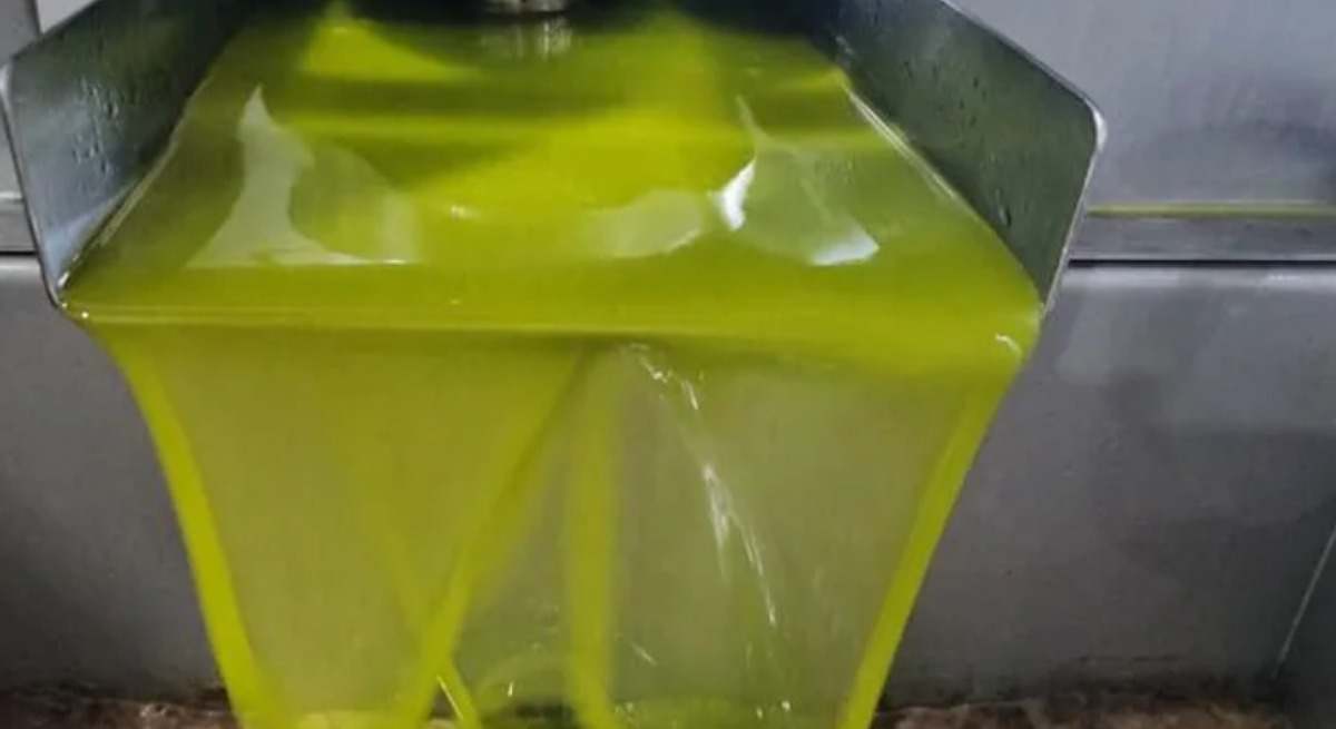 Aceite recién extraído en una almazara.