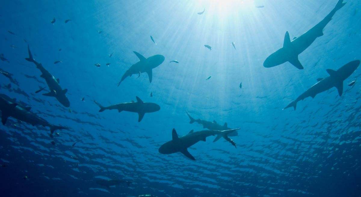Tiburones en la playa