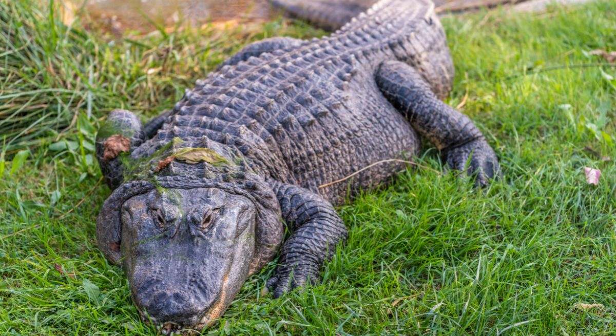 El yacaré es un reptil que pertenece a la familia de los caimanes