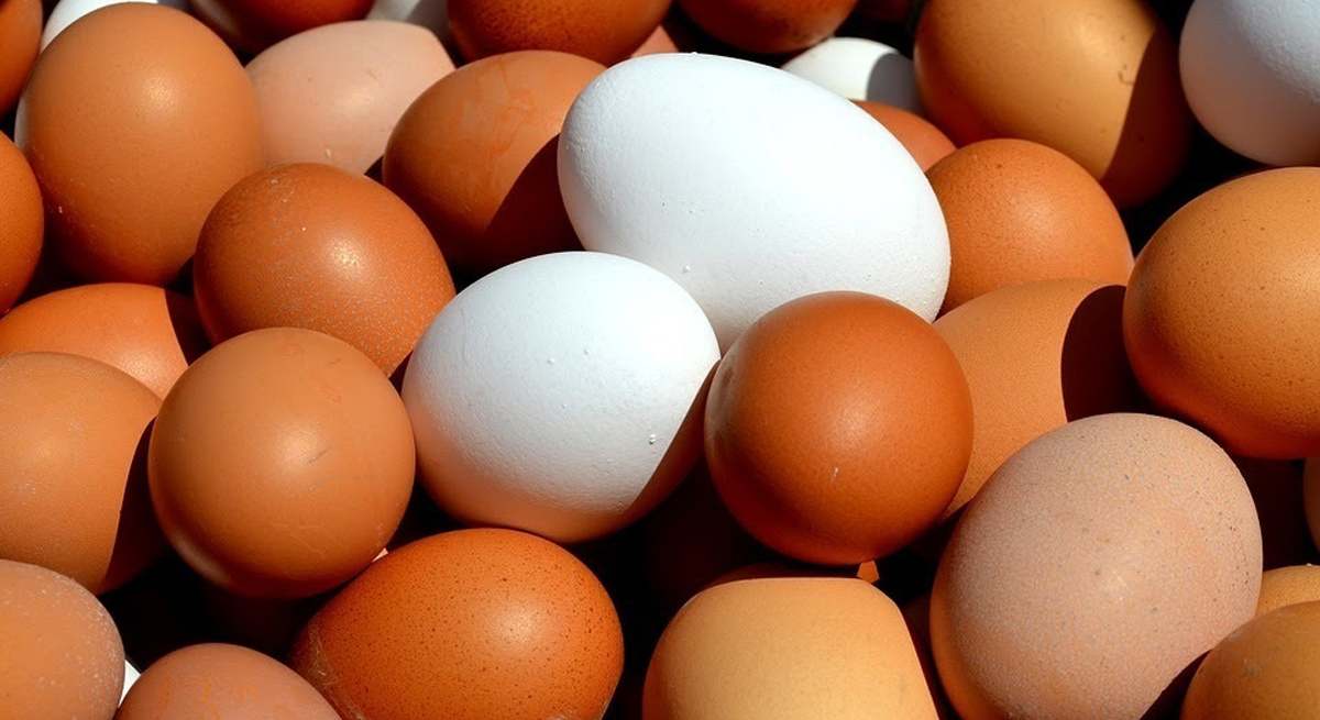 huevos