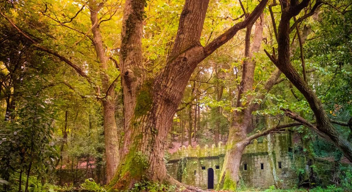 Uno de los bosques de la comunidad gallega