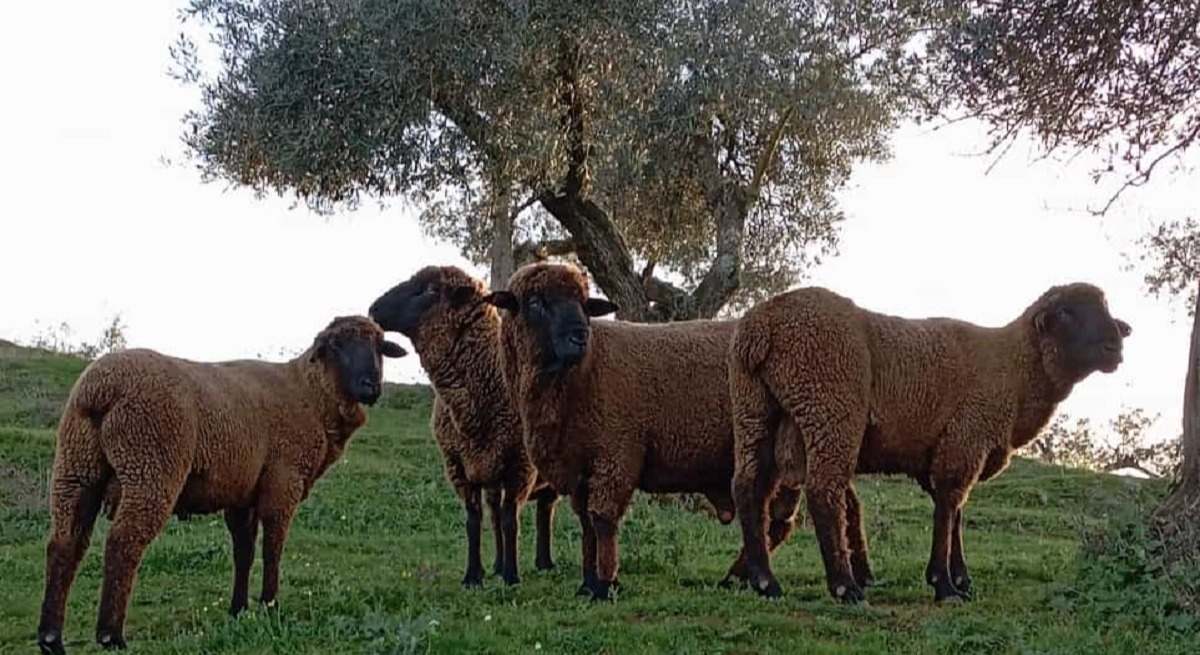 Ganado Merino Negro
