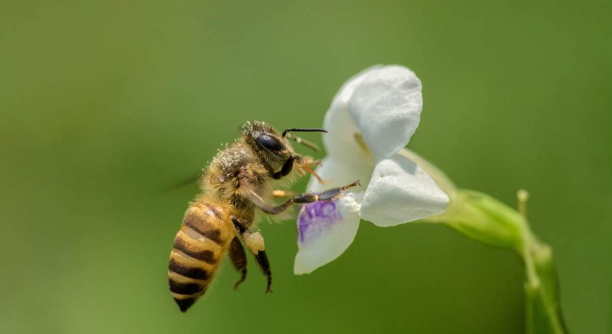 abeja-flor-polen-alamy.jpg