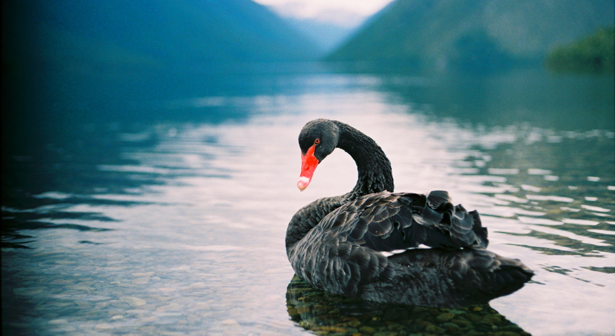 cisne-negro-crisis.jpg