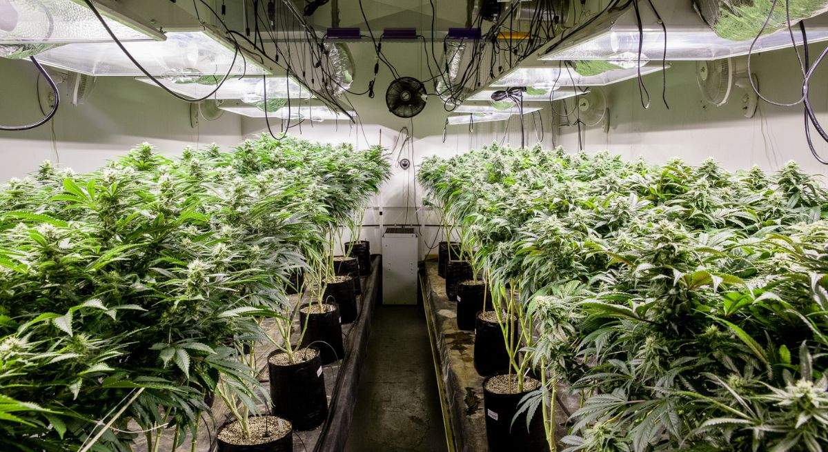marihuana-trama-dreamstime.jpg