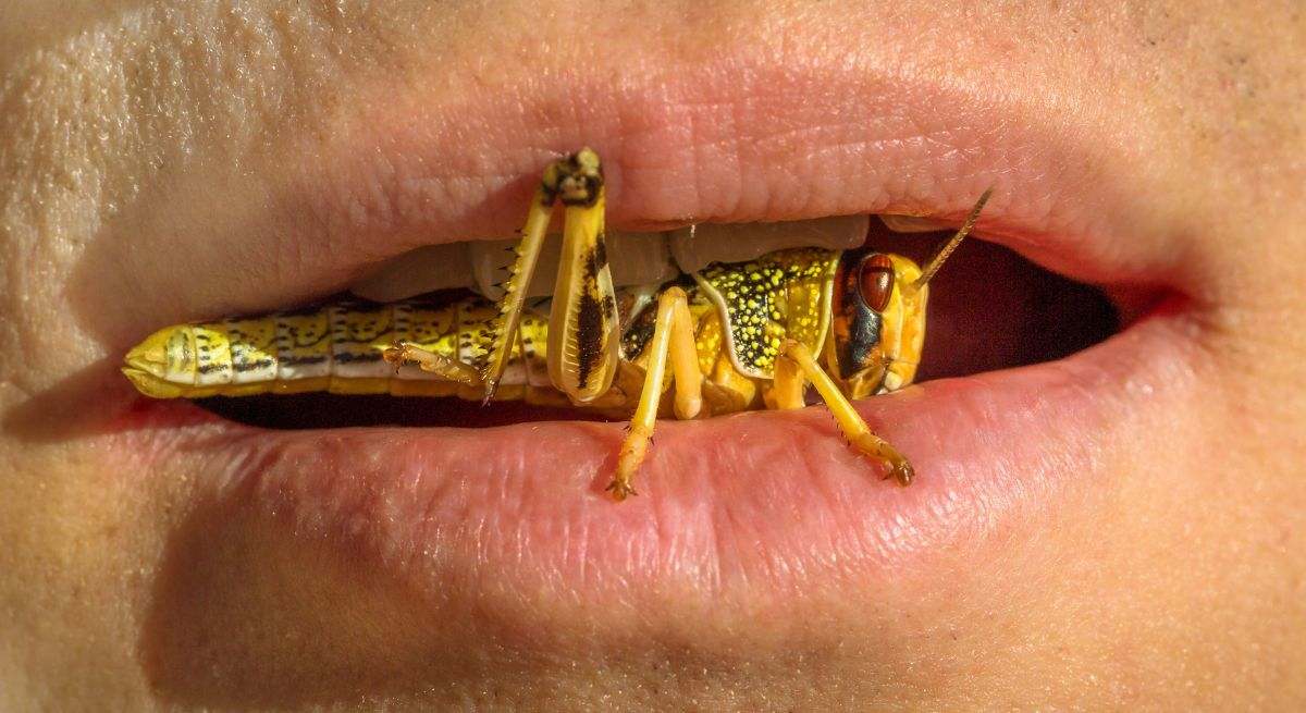 Persona comiendo insectos