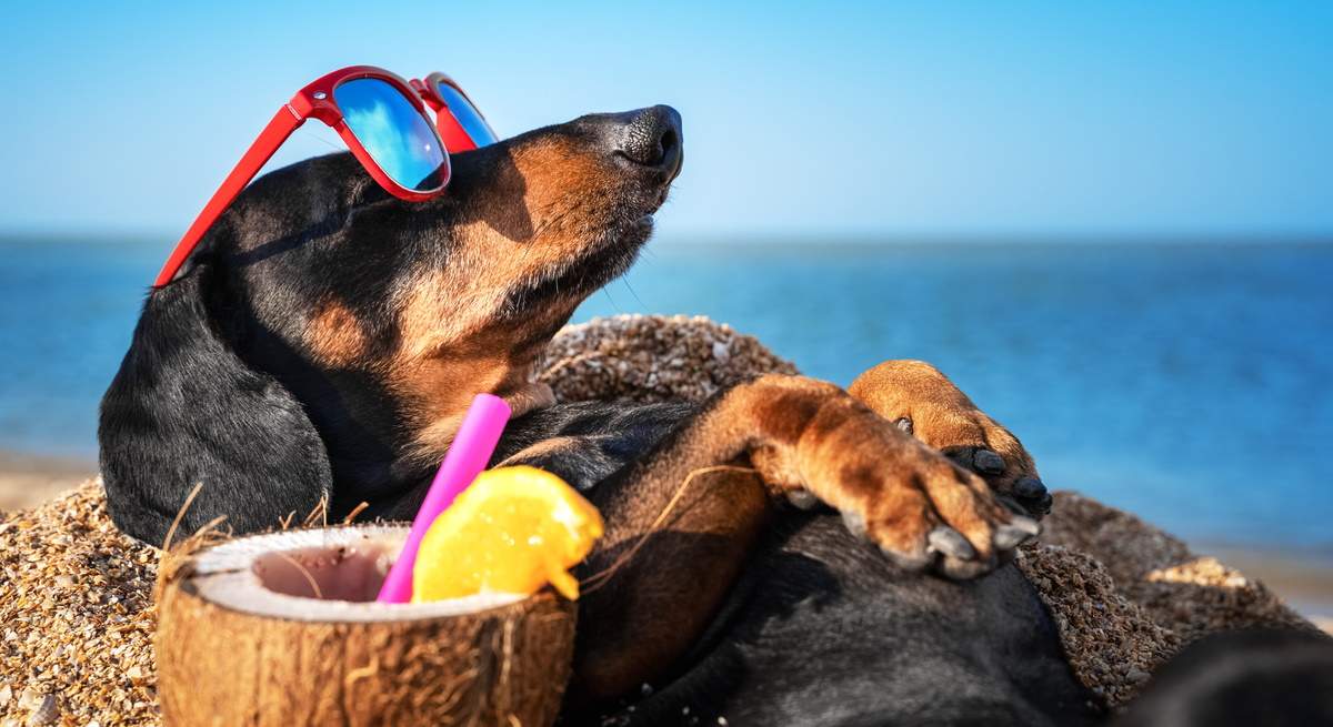 perro-playa.jpg