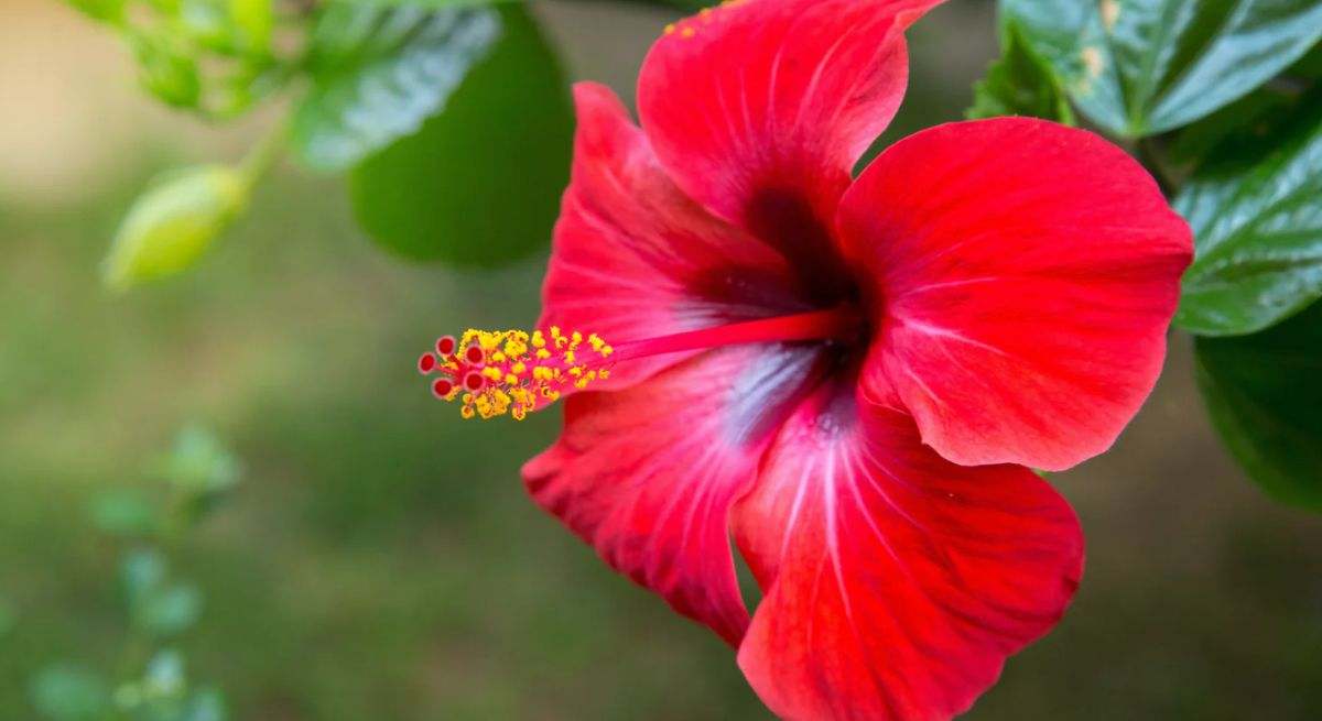 Flor de Jamaica