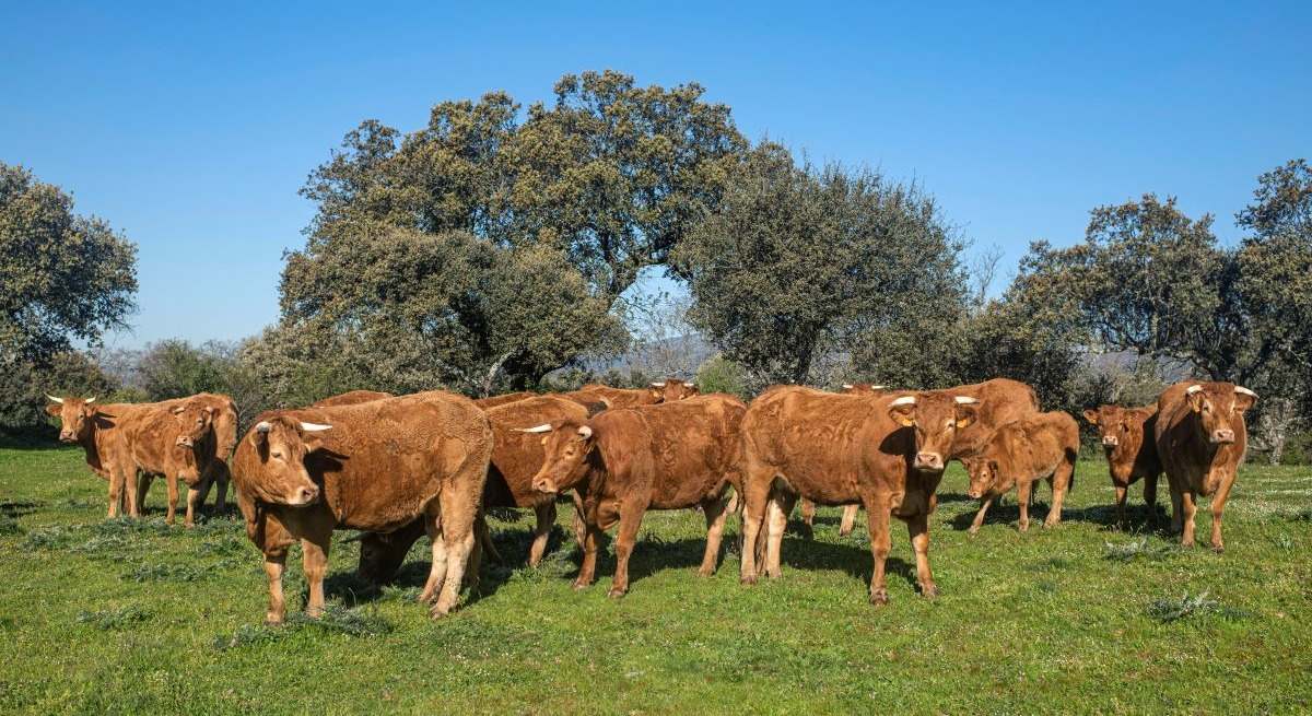 Vacas, campo, sector agrario