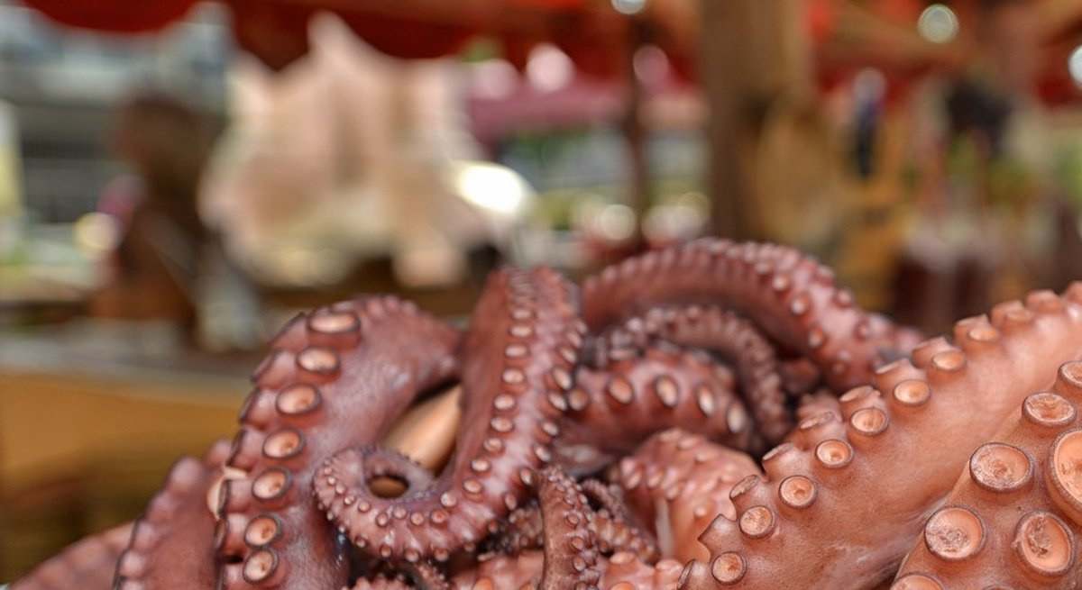 Pulpo