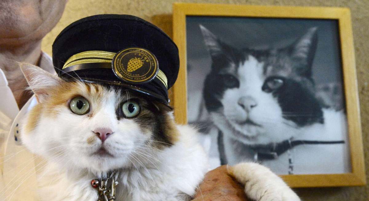 gata tama