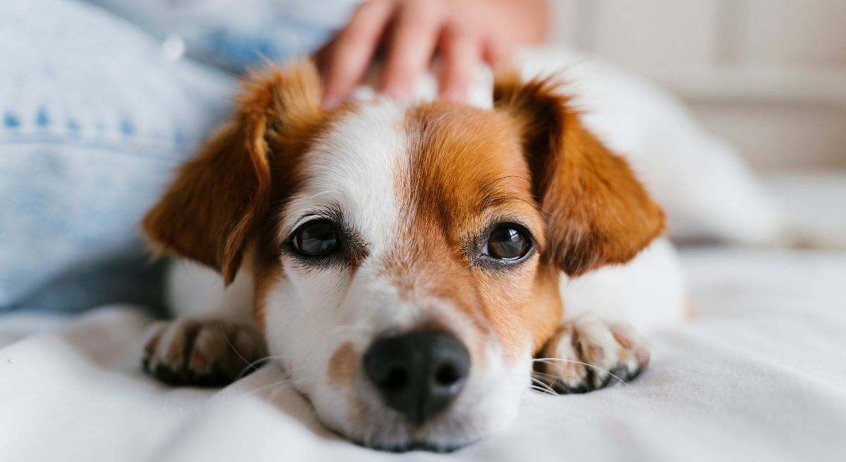 Una mujer acaricia a un perro