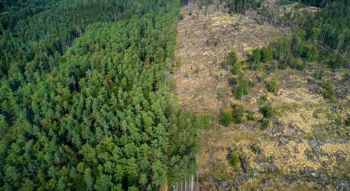 Zona-deforestada-Montanas-Taunus-Alemania.jpg