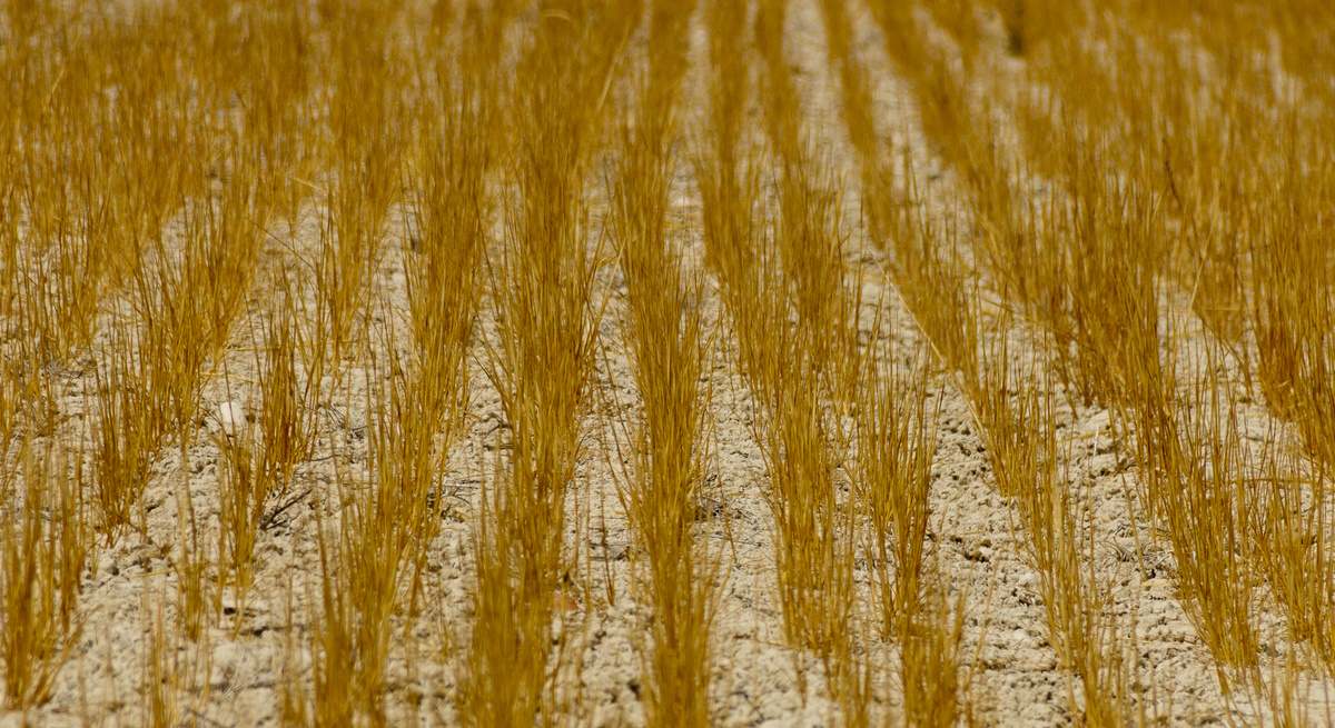 sequia-trigo-campo-dreamstime-1200x655.jpg