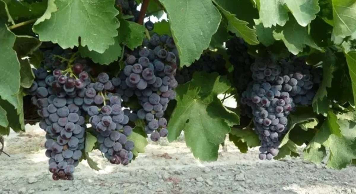 seguro agrario aragon