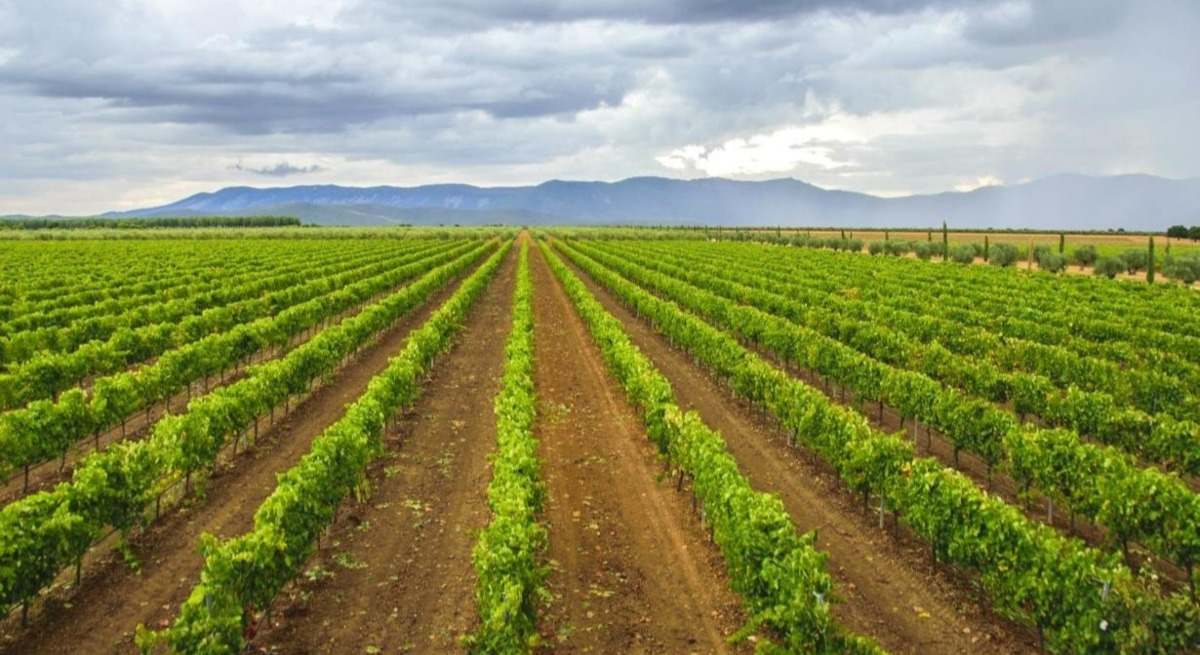 viñedos en la sierra de servilleja