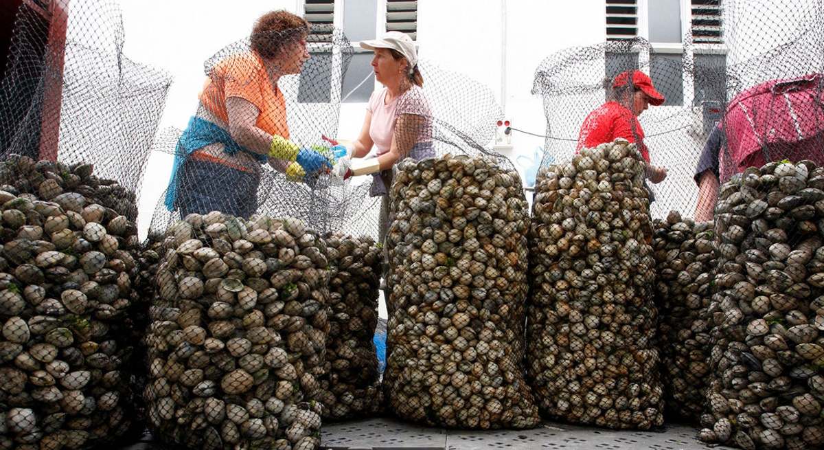 Mariscadoras envasando almeja capturada en las Rías Baixas.