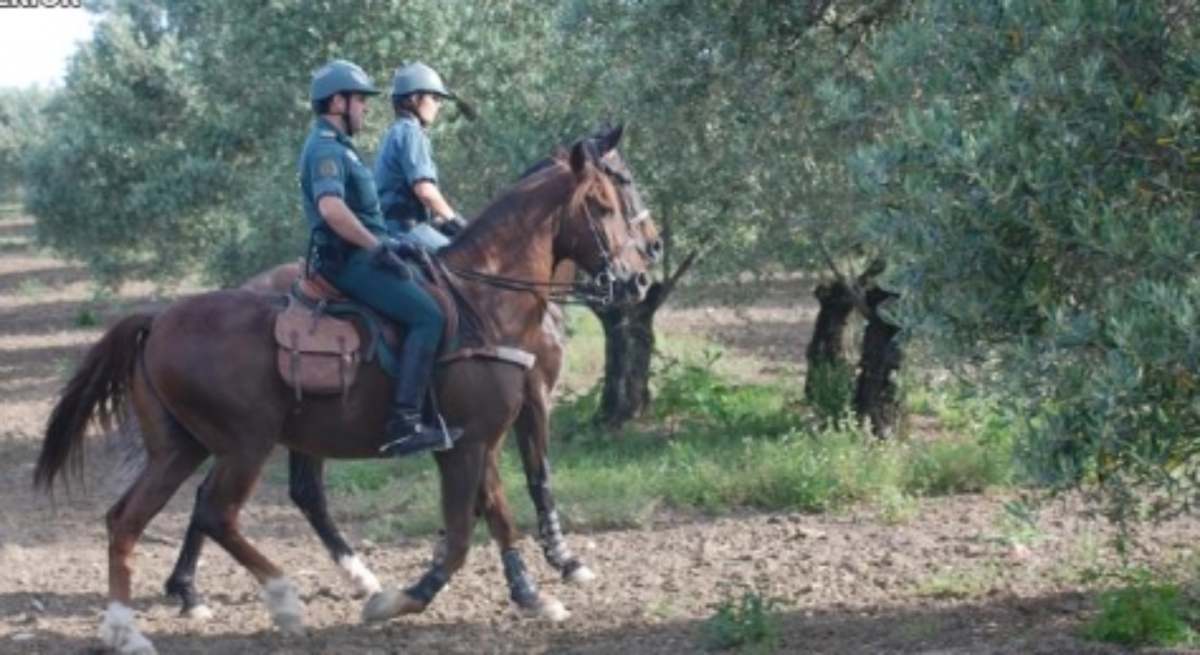guardiacivilaceitunacontrol.jpg