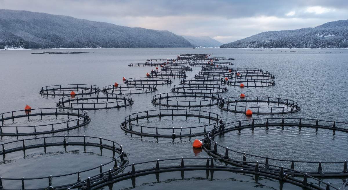 Recintos-de-peces-desde-arriba-iStock.jpg