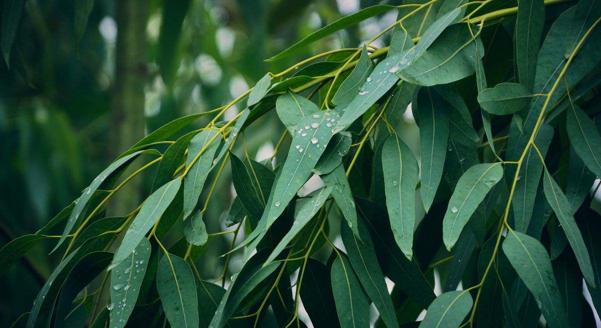 El eucalipto es una planta fácil de multiplicar