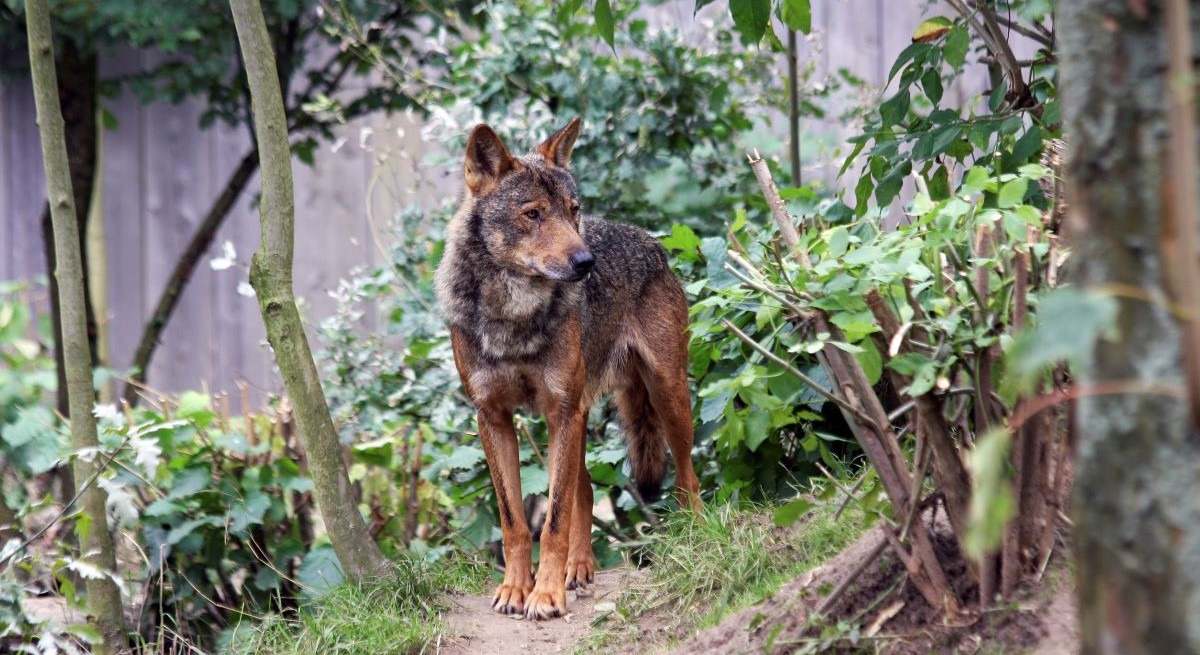 Lobo ibérico