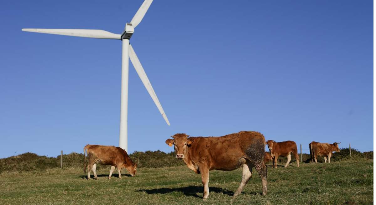 Varias vacas pastan junto a un aerogenerador eólico en el Parque eólico de Montouto, de la Serra do Xistral, en la comarca de Terra Cha.