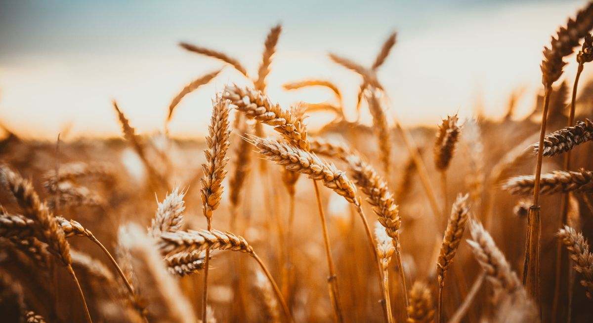 Un estudio reciente muestra que el gluten y el trigo integral no causaron síntomas clínicamente peores en comparación con el tratamiento de placebo.