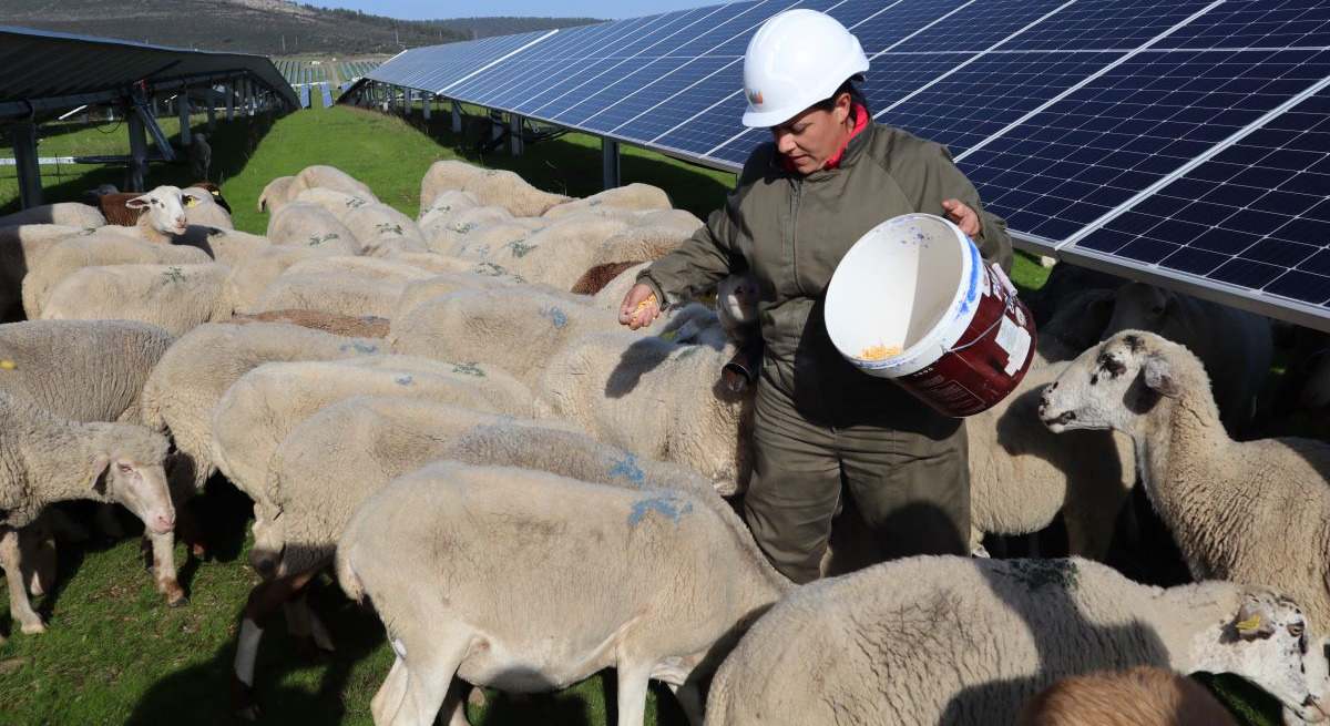 Patricia Rebollo González Ganadera de ovino y pastora de la planta fotovoltaica de Ceclavín (Cáceres)