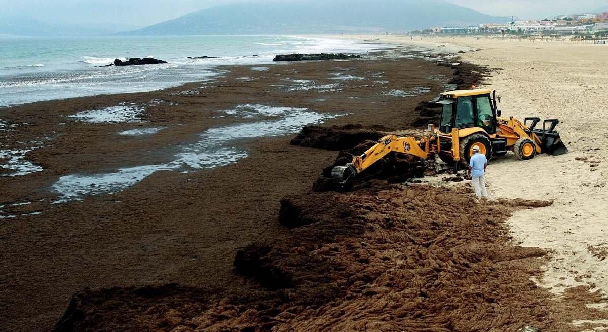 Algas invasoras Tarifa