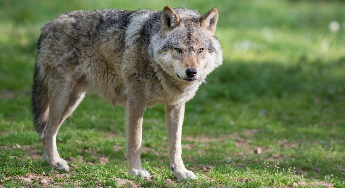 Un lobo