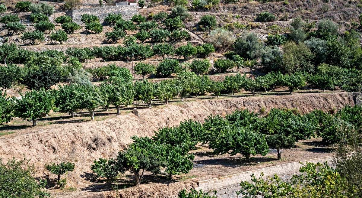 Frutales en Almería / EP