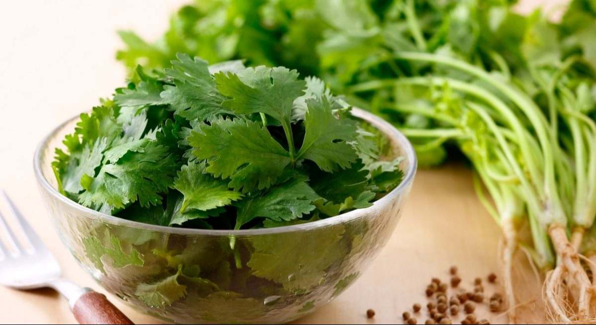 cilantro-canva