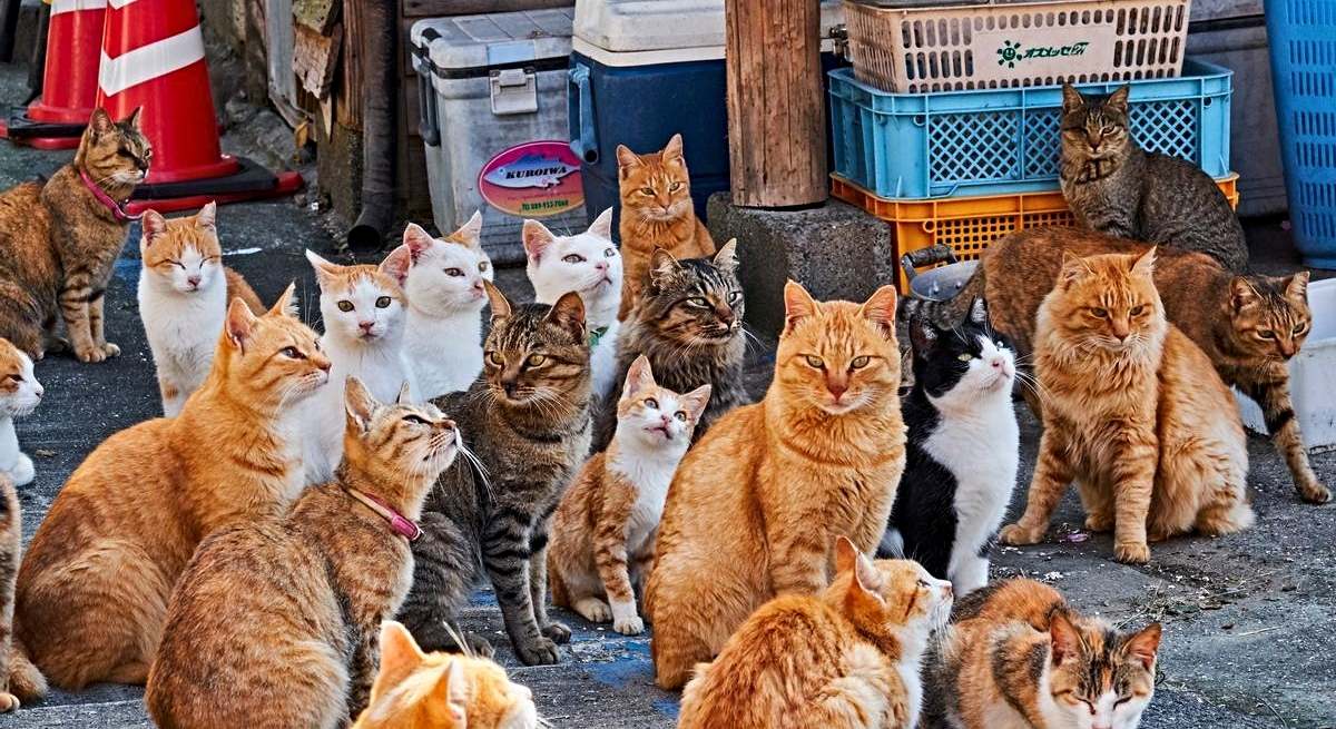 Gatos de Aoshima