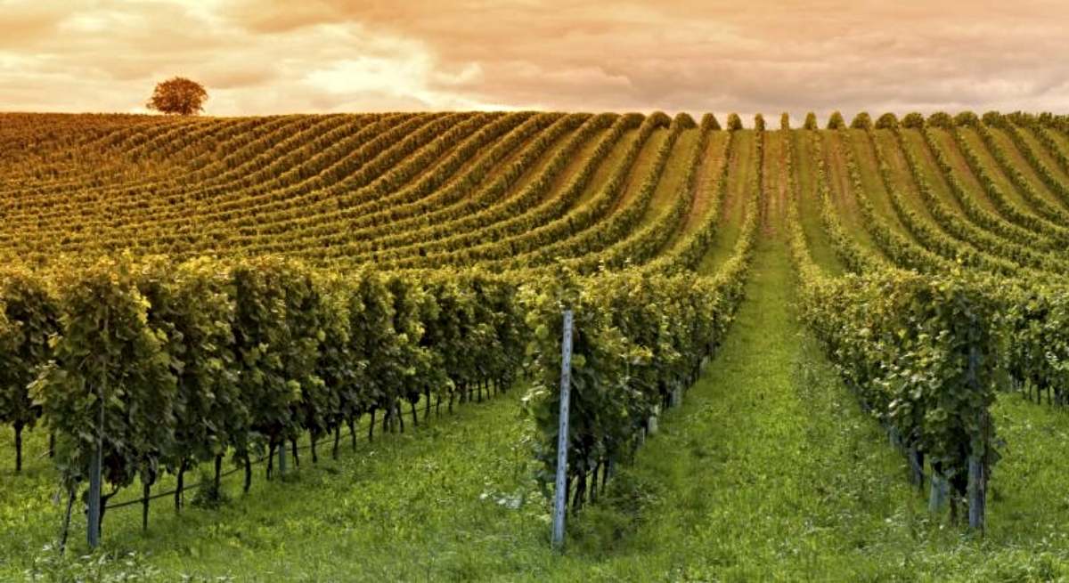 Imagen de unos viñedos