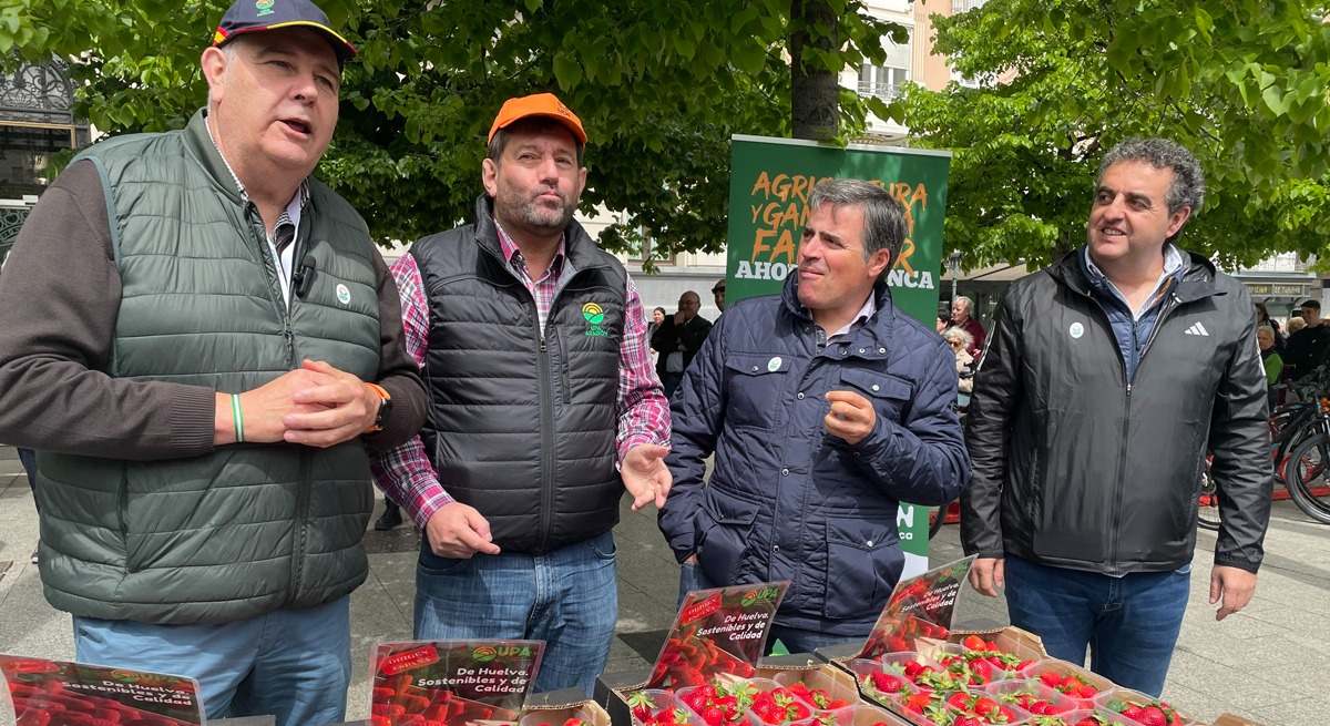 fresas huelva upa